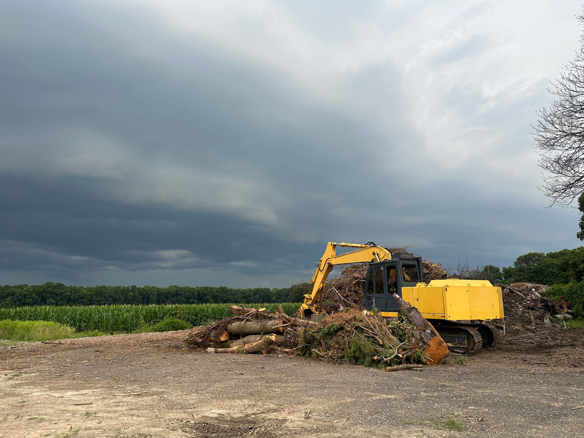 Commercial land clearing with trees coming down in Kent County Delaware
