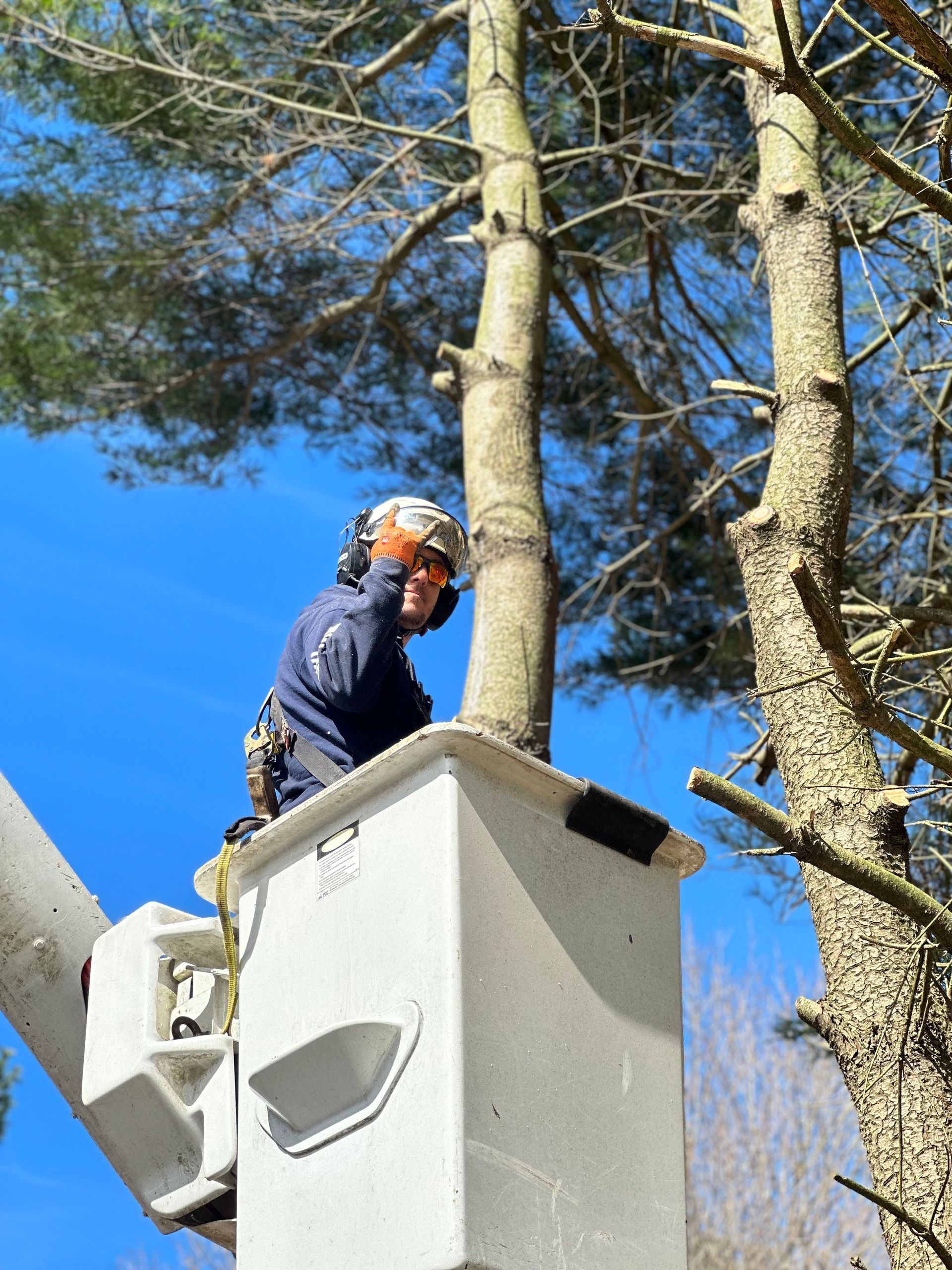 Residential tree removal using professional equipment in Milford Delaware