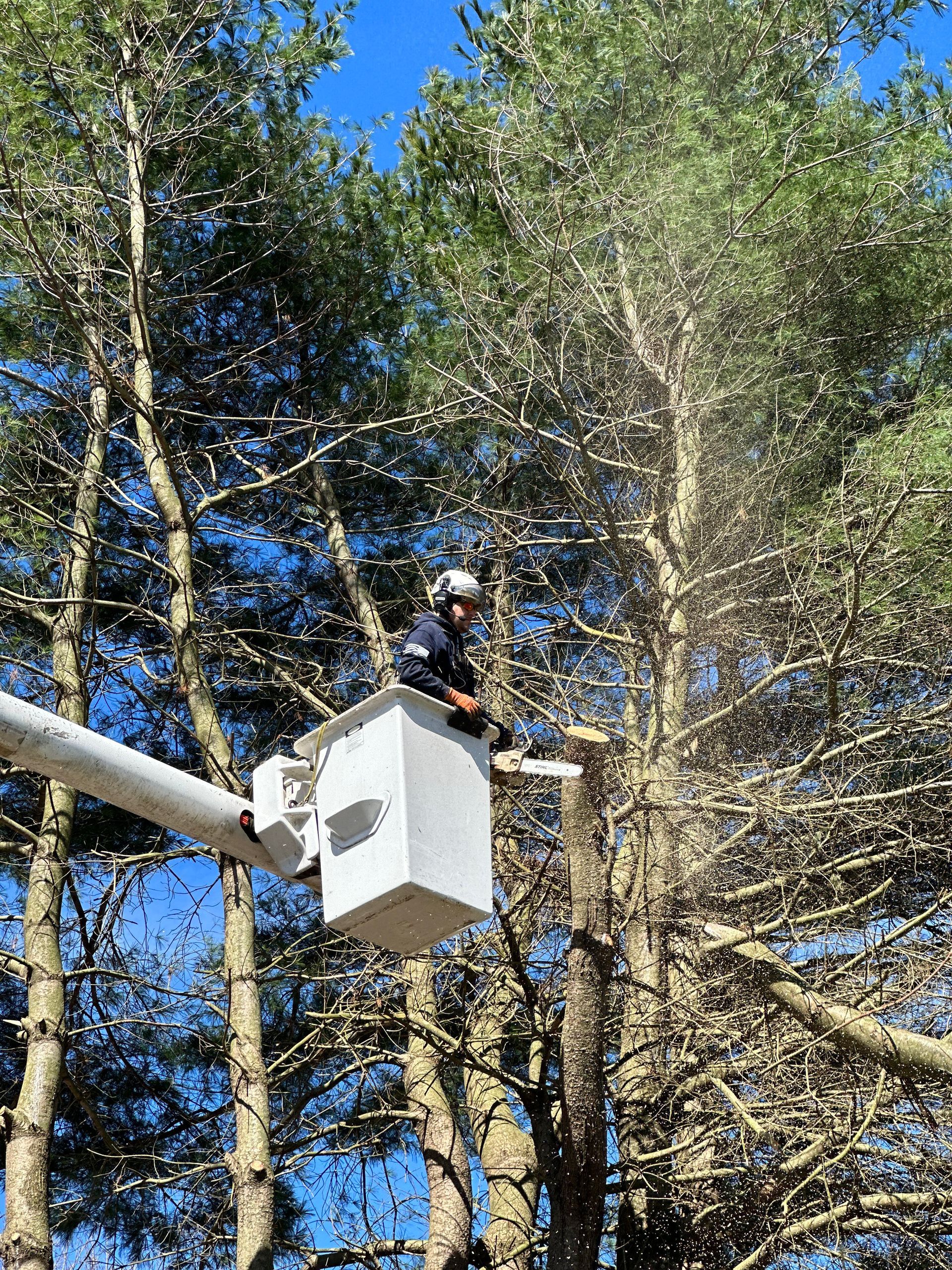Emergency tree services addressing damaged trees and debris in Milford Delaware