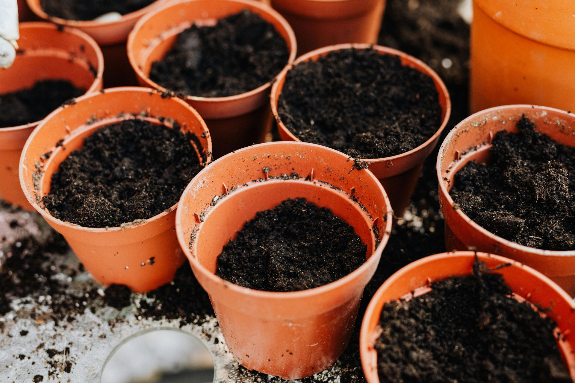 Several terracotta-colored pots filled with dark, damp soil, arranged for planting on a light-colored surface.