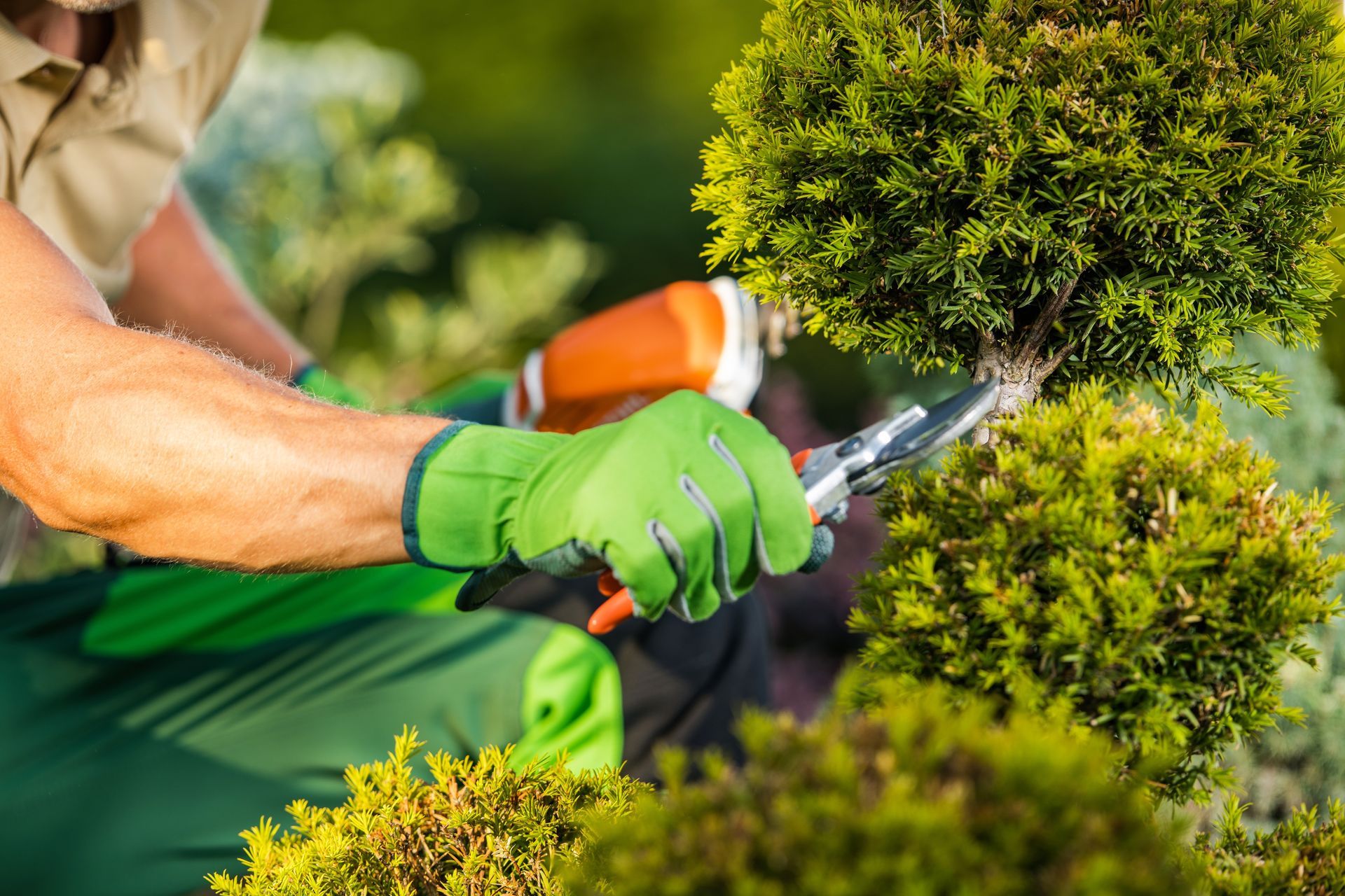 A man is cutting a bush with a pair of scissors.