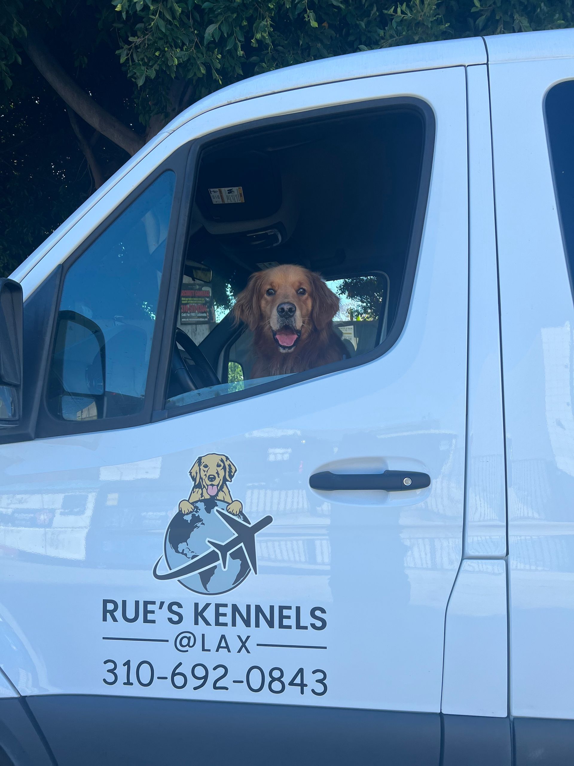 Golden retriever in the driver’s seat of a white Rue’s Kennels van with logo and phone number on the door