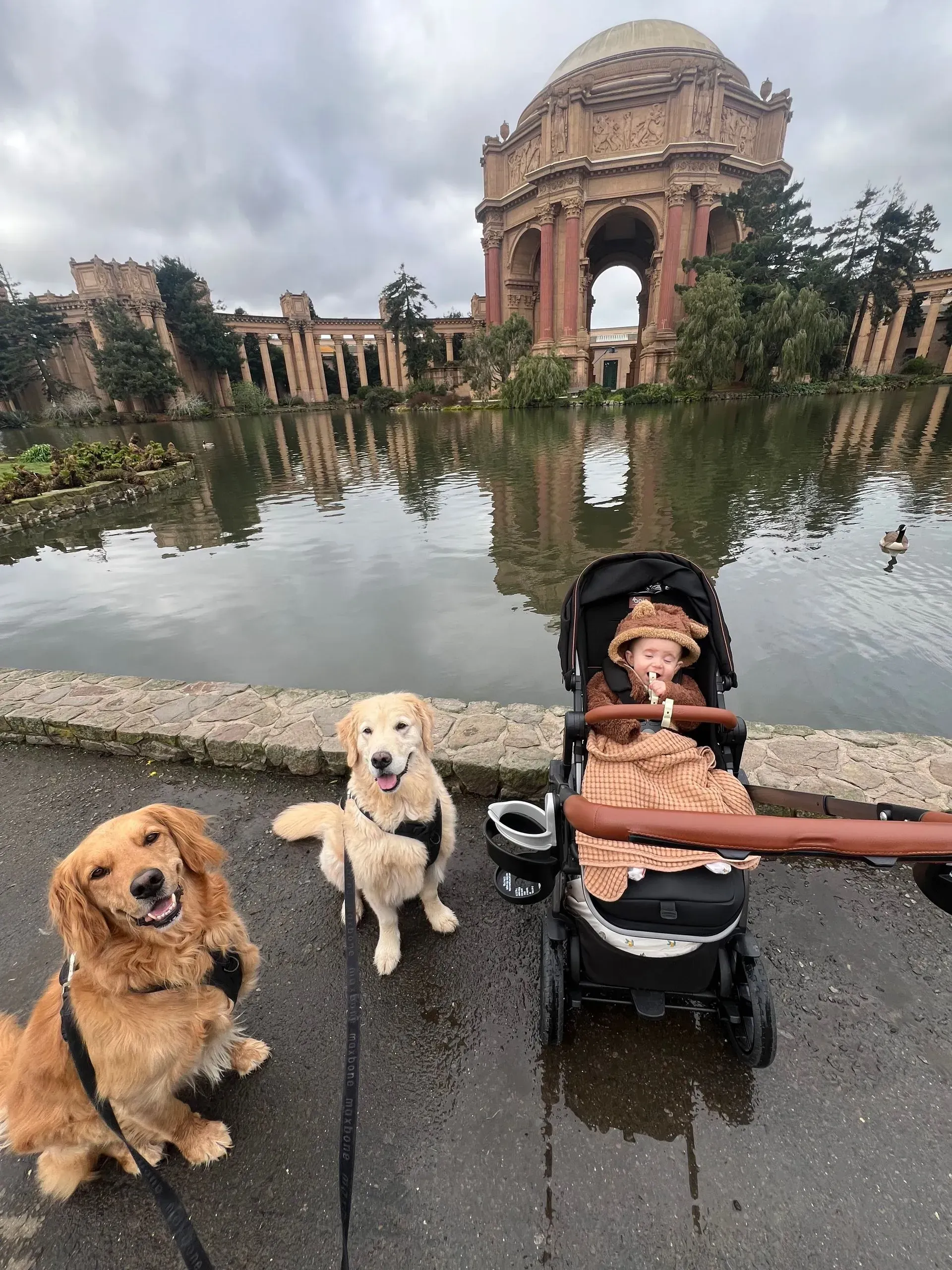 Three dogs, one in a stroller, sitting by a reflective pond with a historic stone arch in the background.