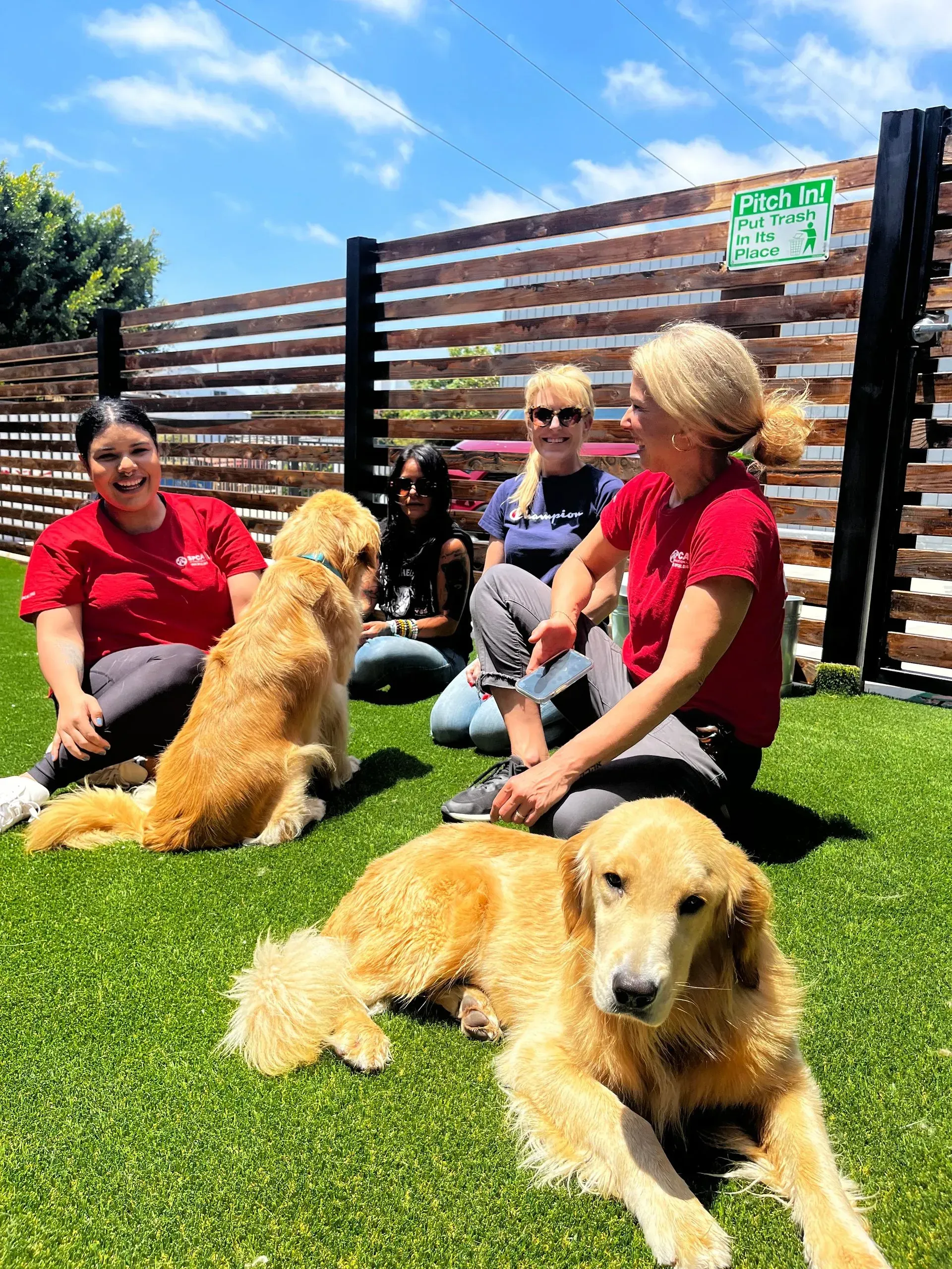 People sitting on grass with two golden retrievers in a sunny fenced yard