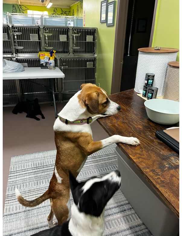 Two dogs stand on hind legs at a table in a kitchen, one brown-and-white and one black-and-white.