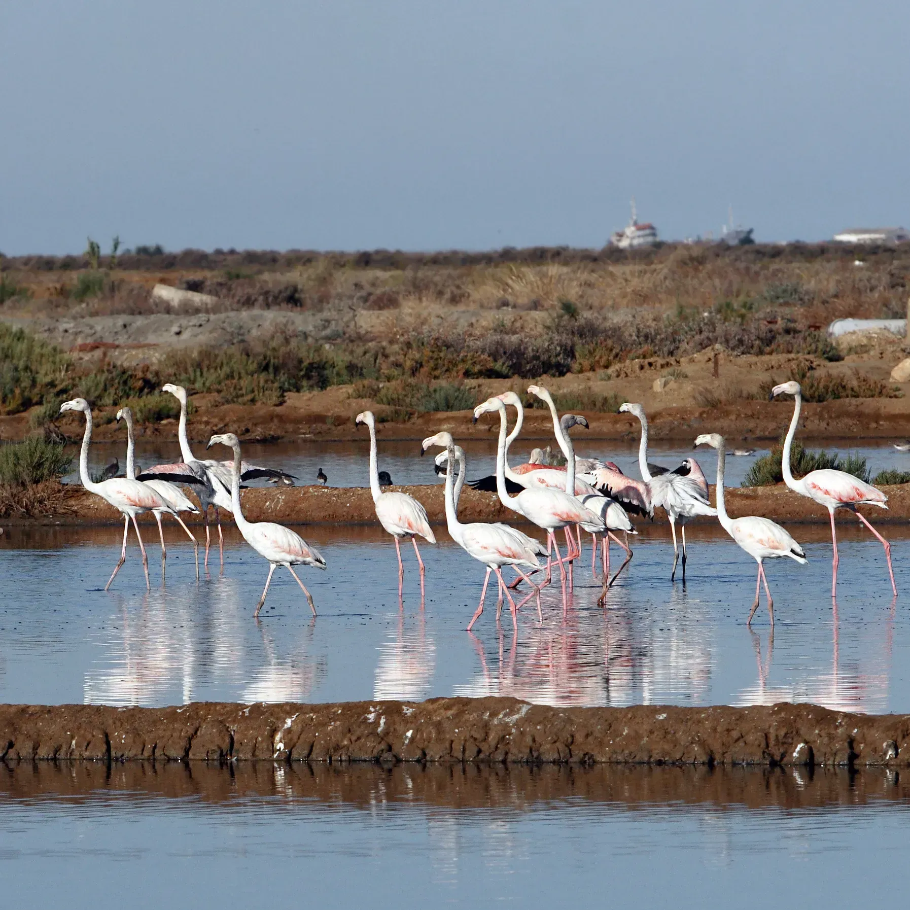 A flock of flamingos are standing in a body of water