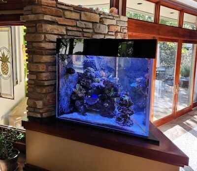 saltwater aquarium maintenance overland park