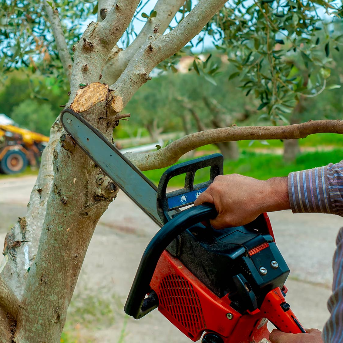Tree Removal — Man with Chainsaw Cutting the Tree in Dutch Island, GA Tree Removal — Man with Chainsaw Cutting the Tree in Dutch Island, GA