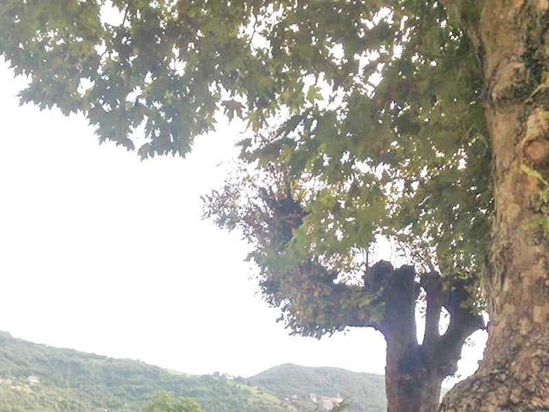 Alberi verdi