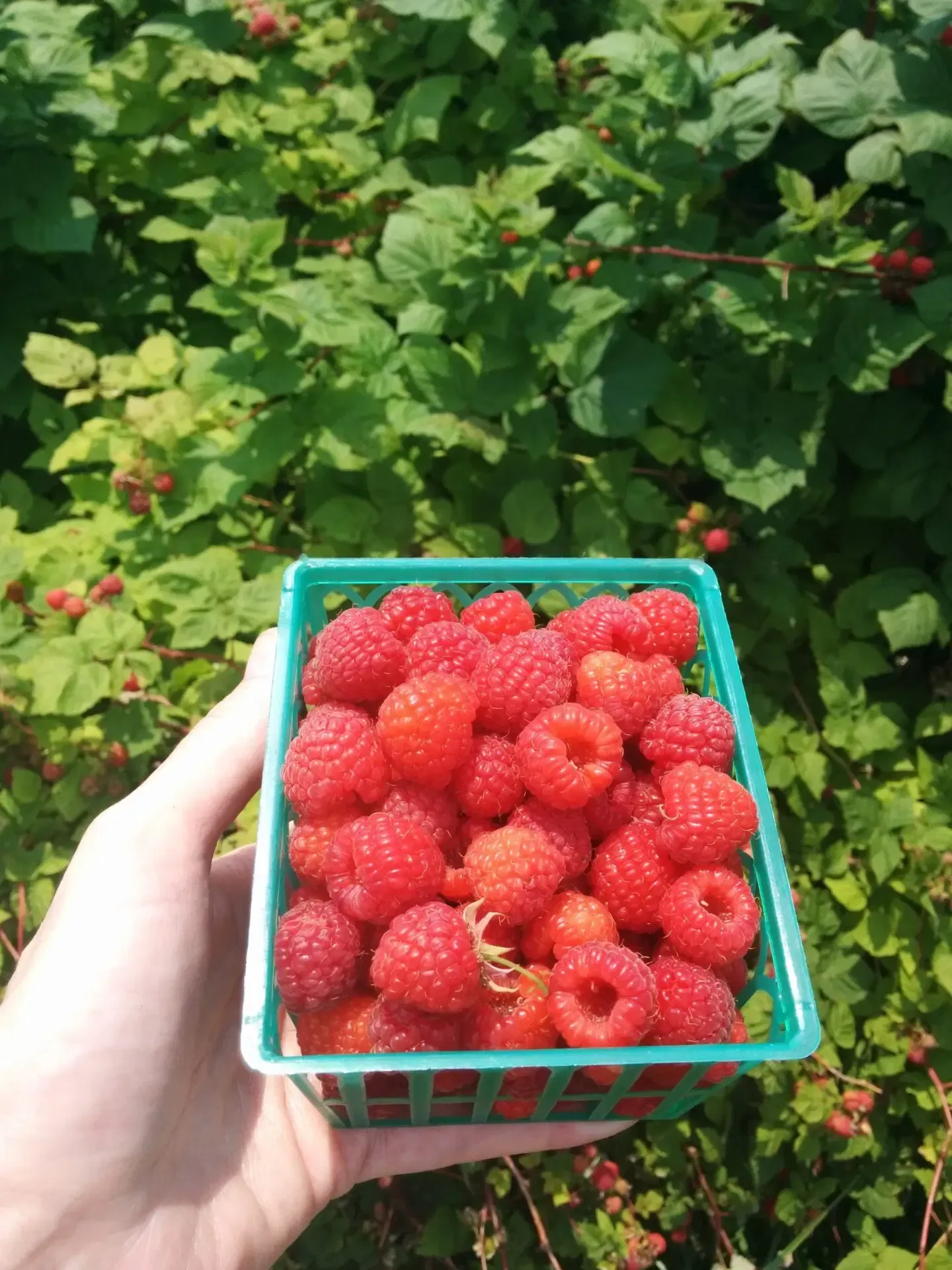 A fresh basket of raspberries