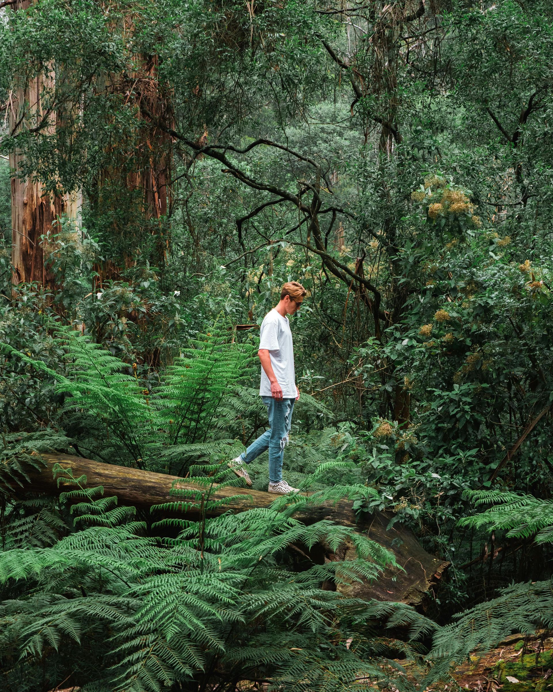 Man in white shirt and jeans walks on fallen tree in lush green forest.