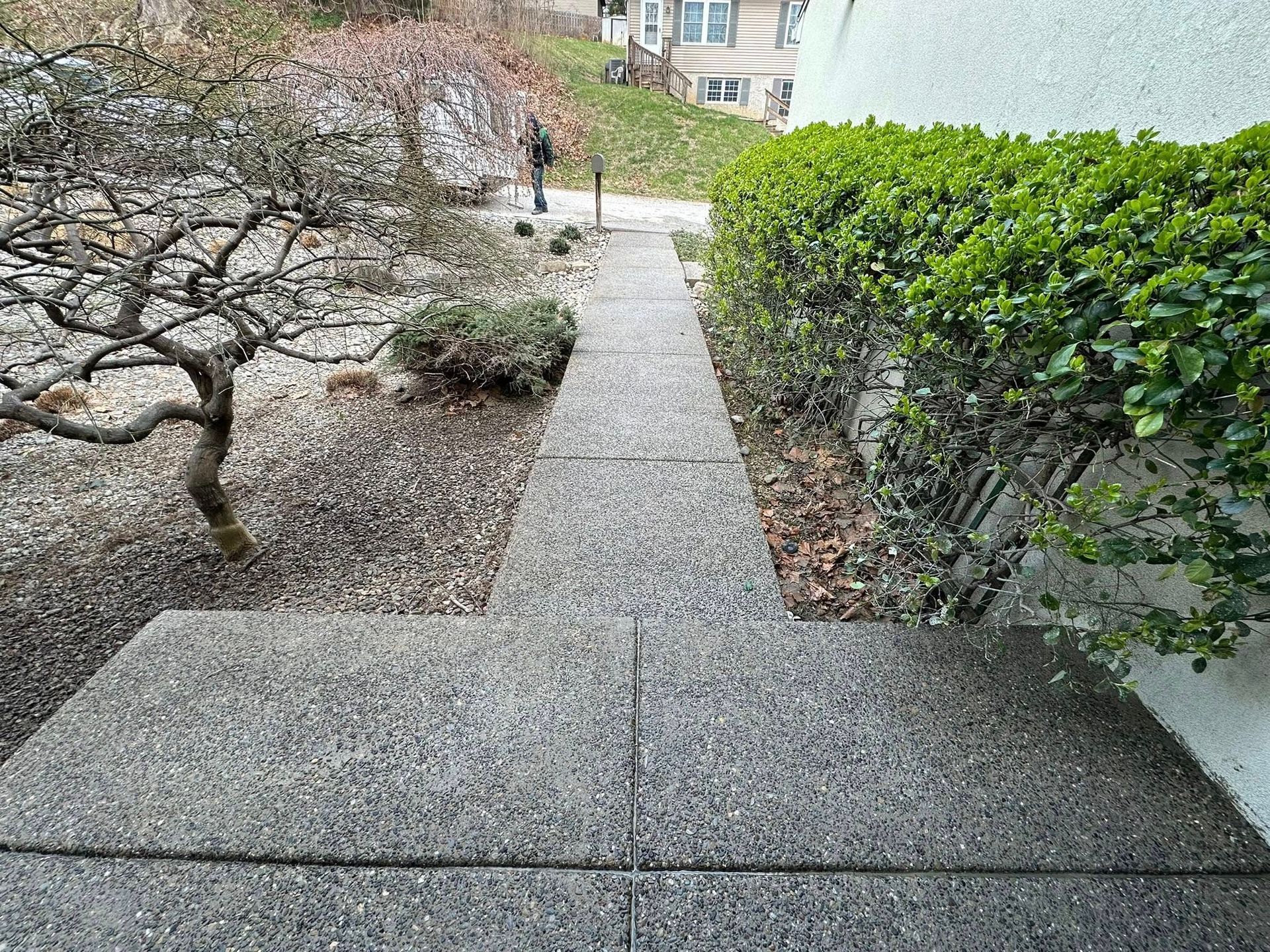 Concrete walkway between bare shrubs and green hedge in an apartment courtyard