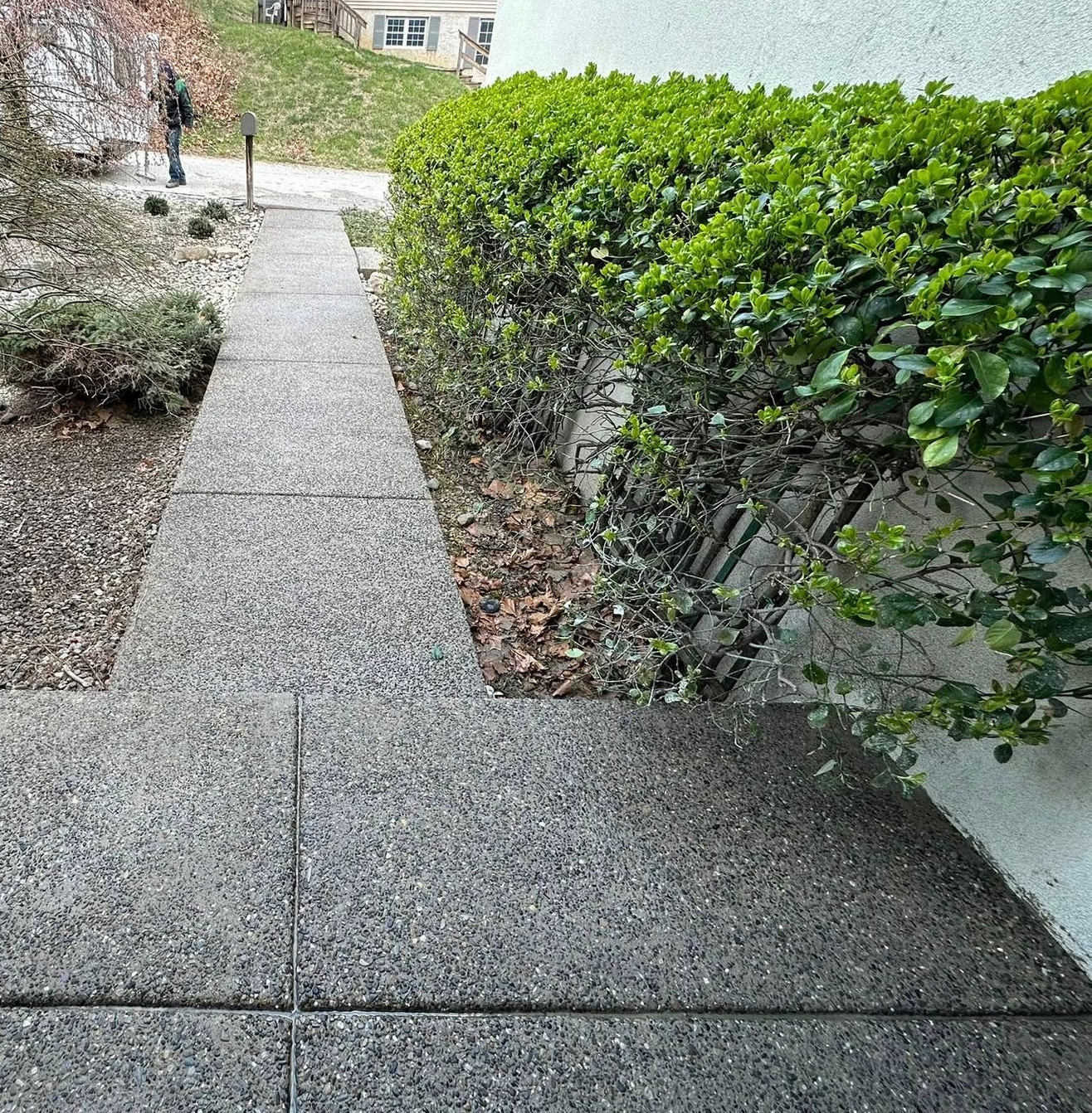 Concrete walkway through landscaped garden with shrubs and a leafless tree.