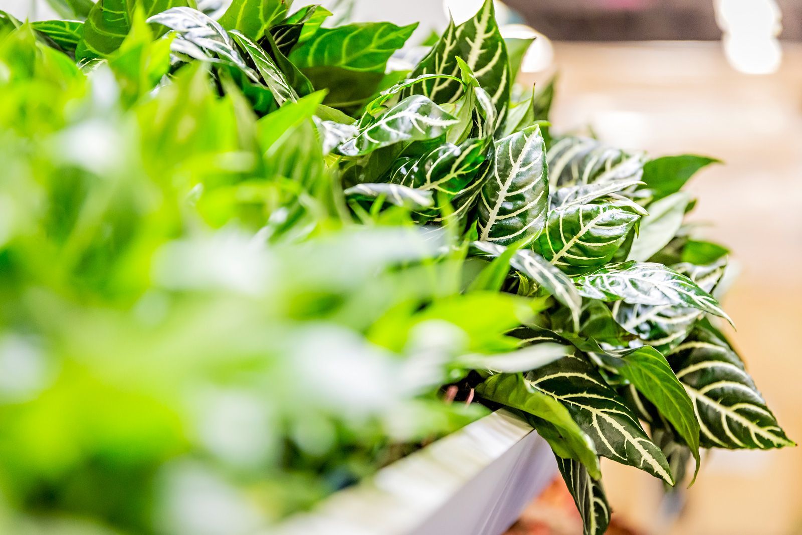a close up of a potted plant with lots of green leaves .