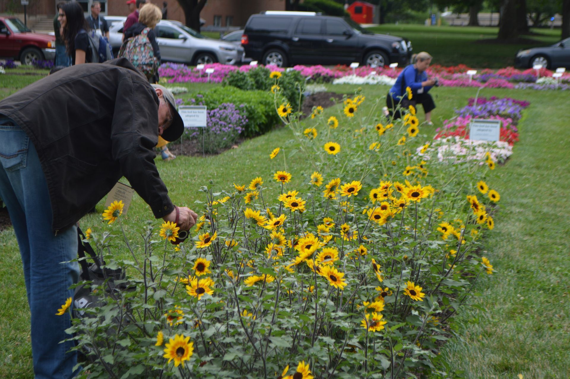 a man is looking at a bunch of sunflowers in a garden