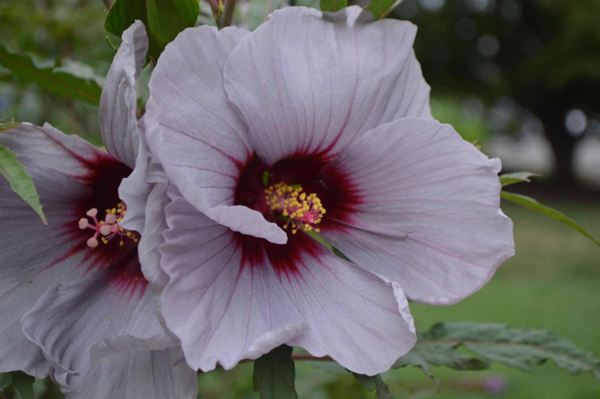 a close up of two purple hibiscus flowers with a red center .