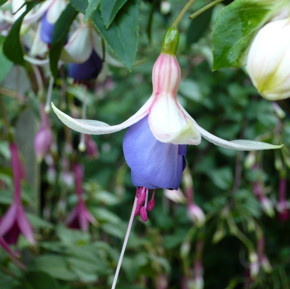 Fuchsia cultivar, blue, single bloom, semi-trailing.