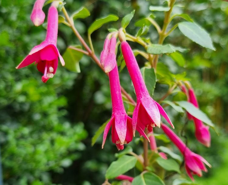 Semi-trailing triphylla fuchsia