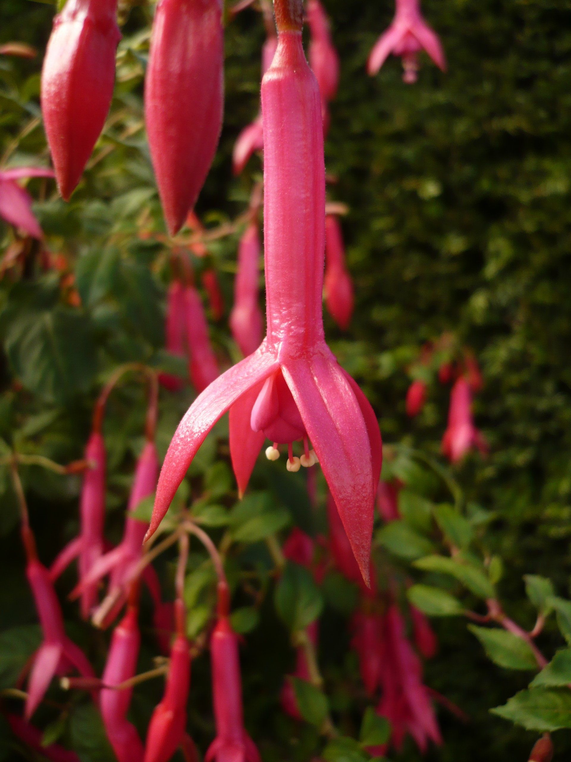 Fuchsia cultivar, long tube, red, triphylla.