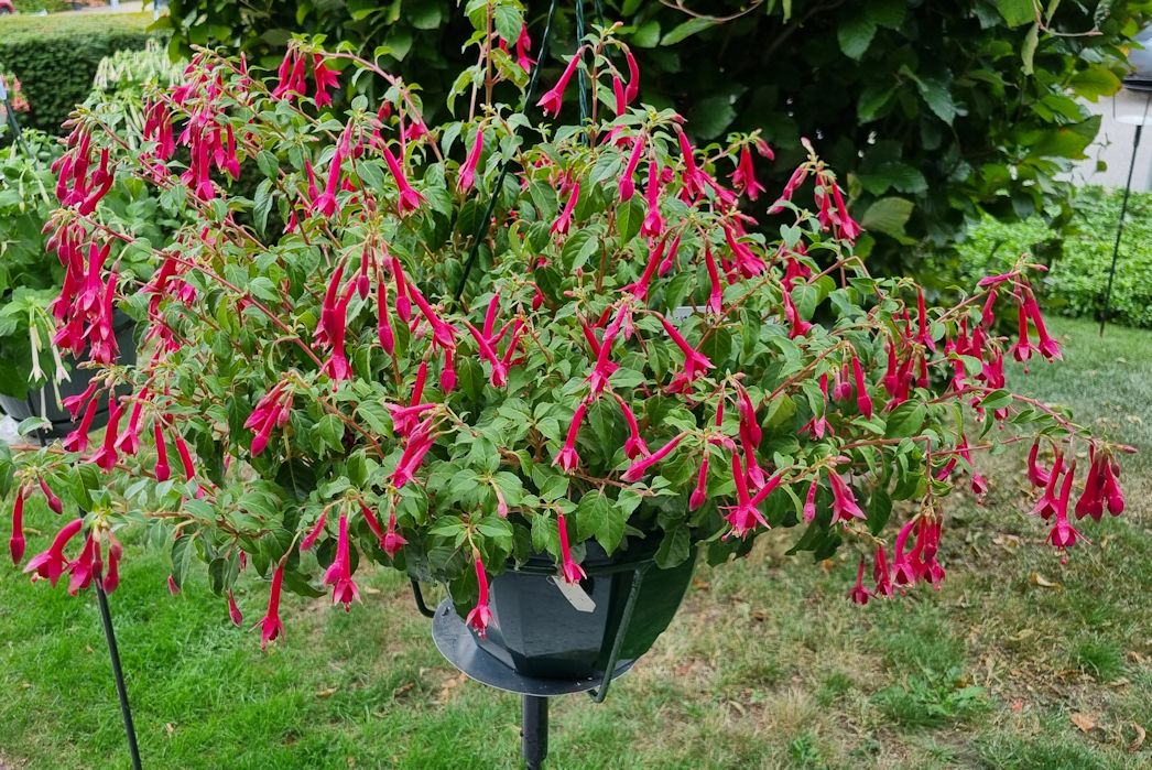 Roman Emperor is a semi-trailing triphylla fuchsia