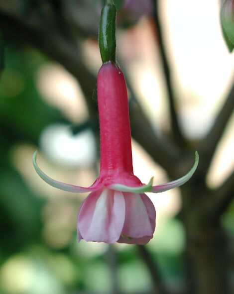 Fuchsia cultivar Careless Whisper