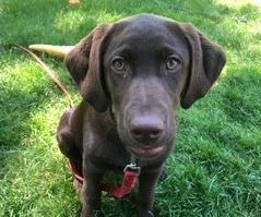 Puppy Jumping