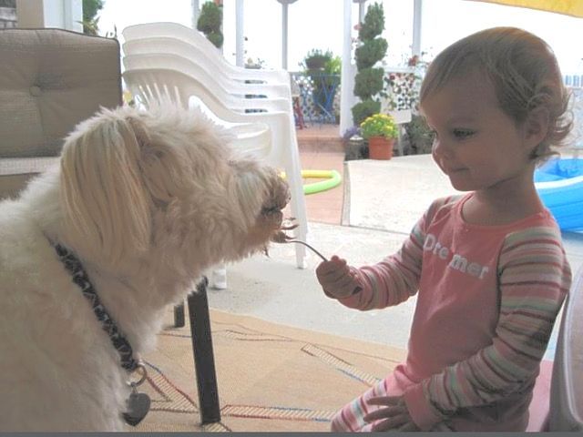 Toddler playing with dog during online lesson