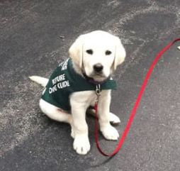 Puppy training Burlington ON