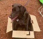 Dog in sitting position