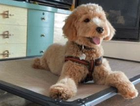 Puppy is lying down and focused on owner