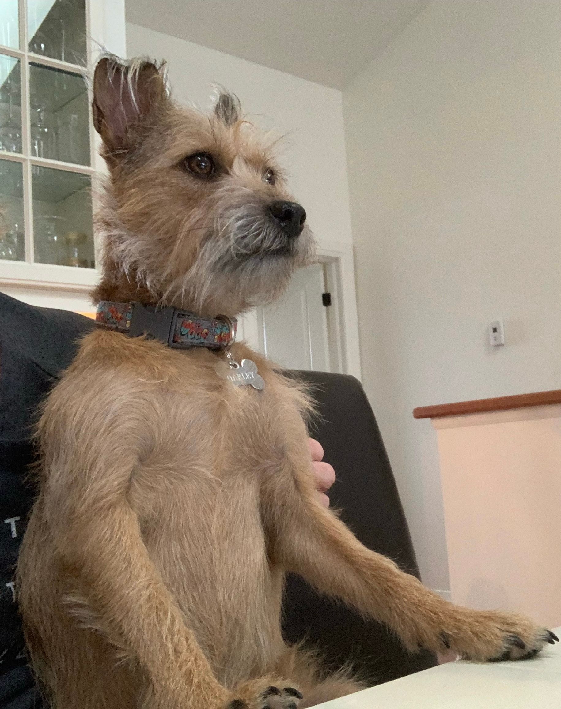 What To Do When Your Dog is Aggressive