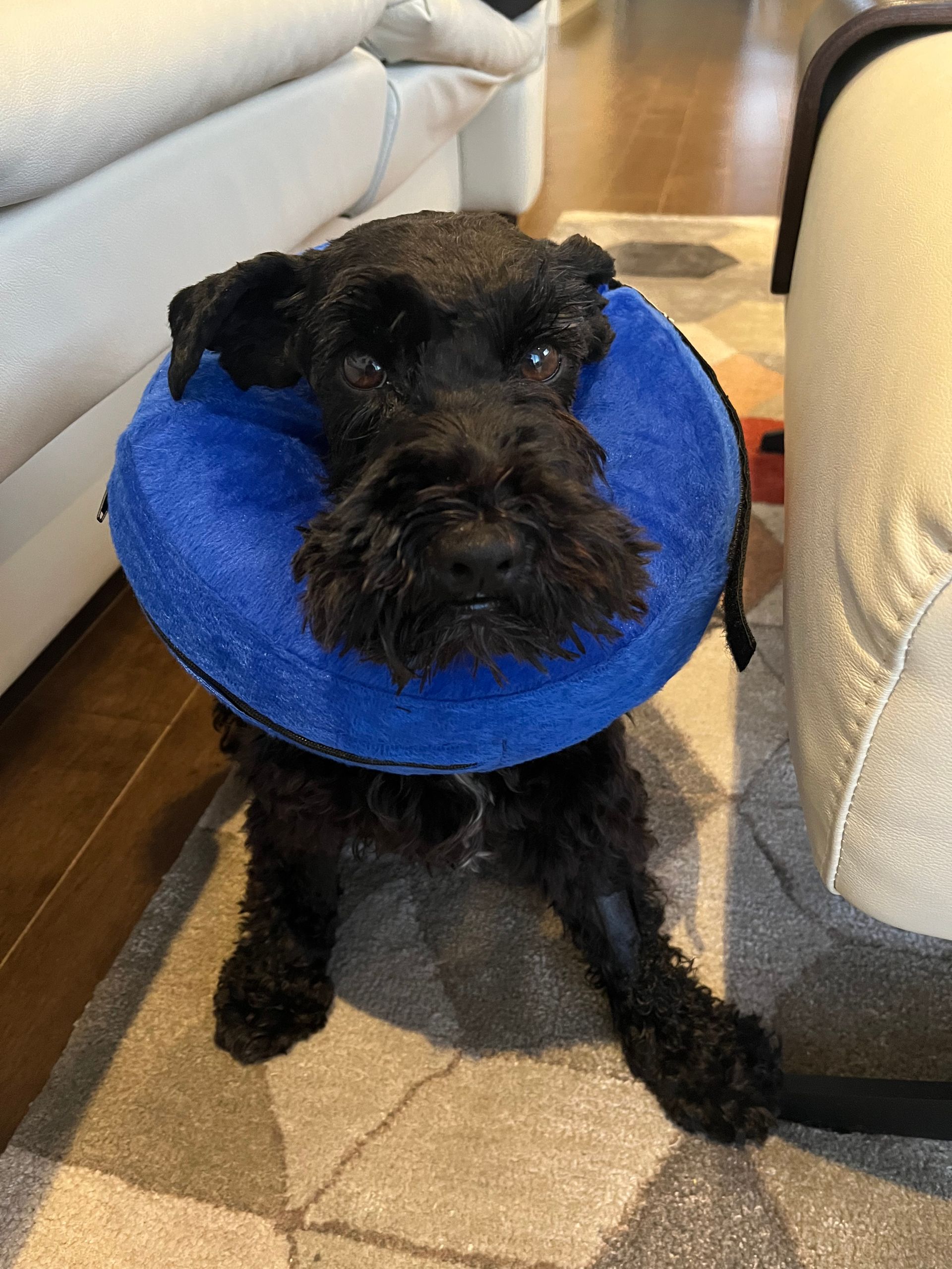 Puppy training for a miniature schnauzer in Dundas ON