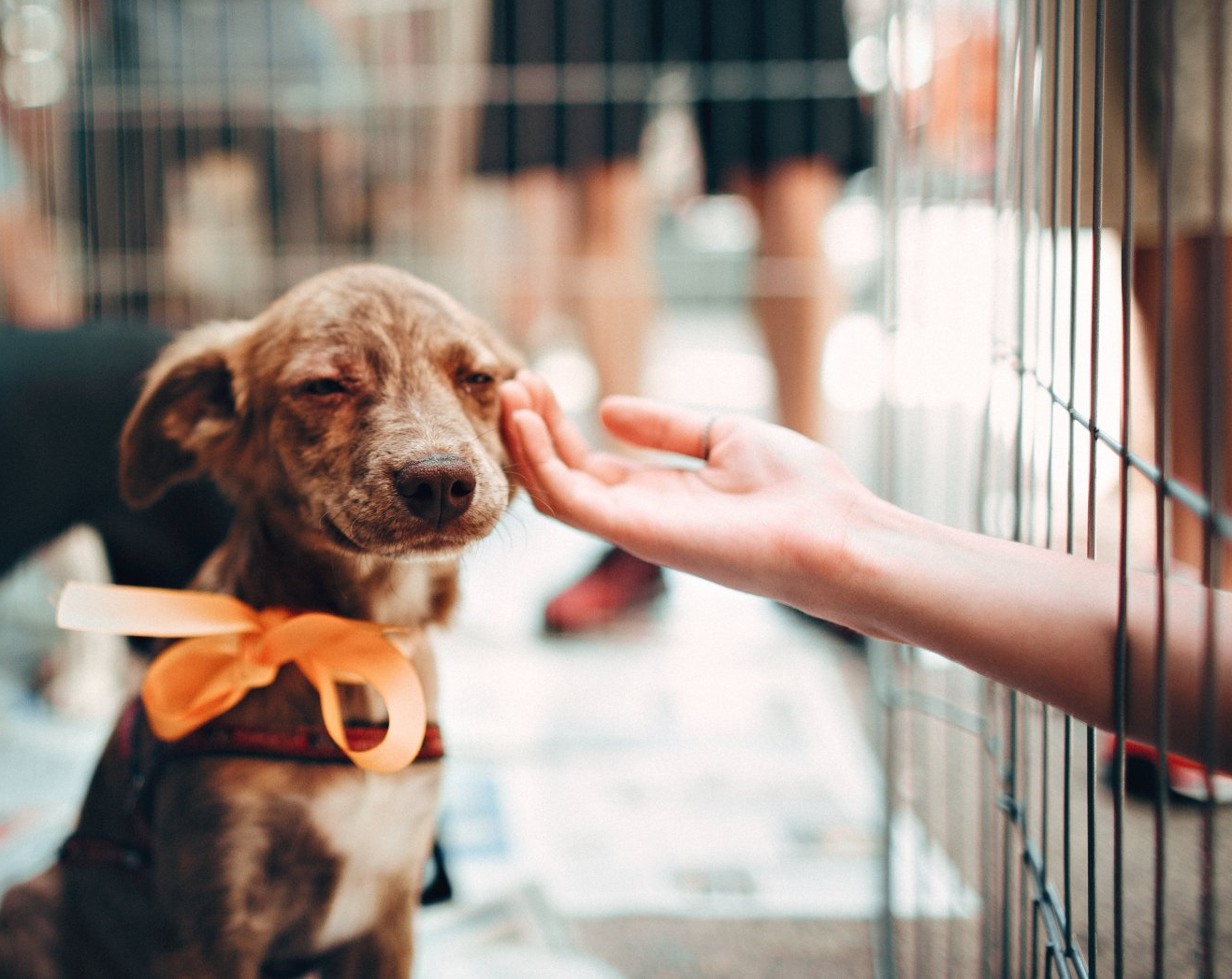 Private Puppy Training Hamilton Ontario