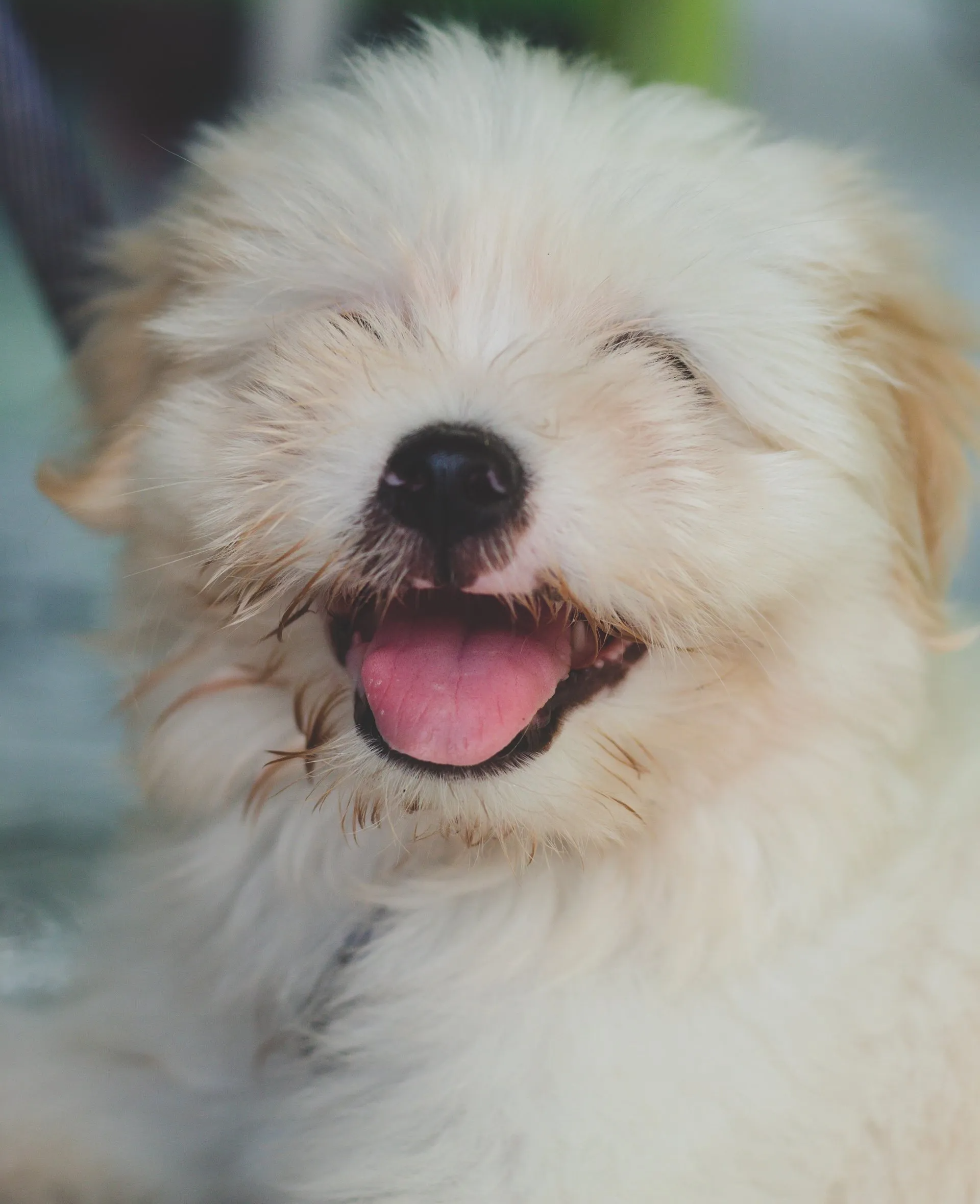 In Home Puppy Trainer Dundas Ontario