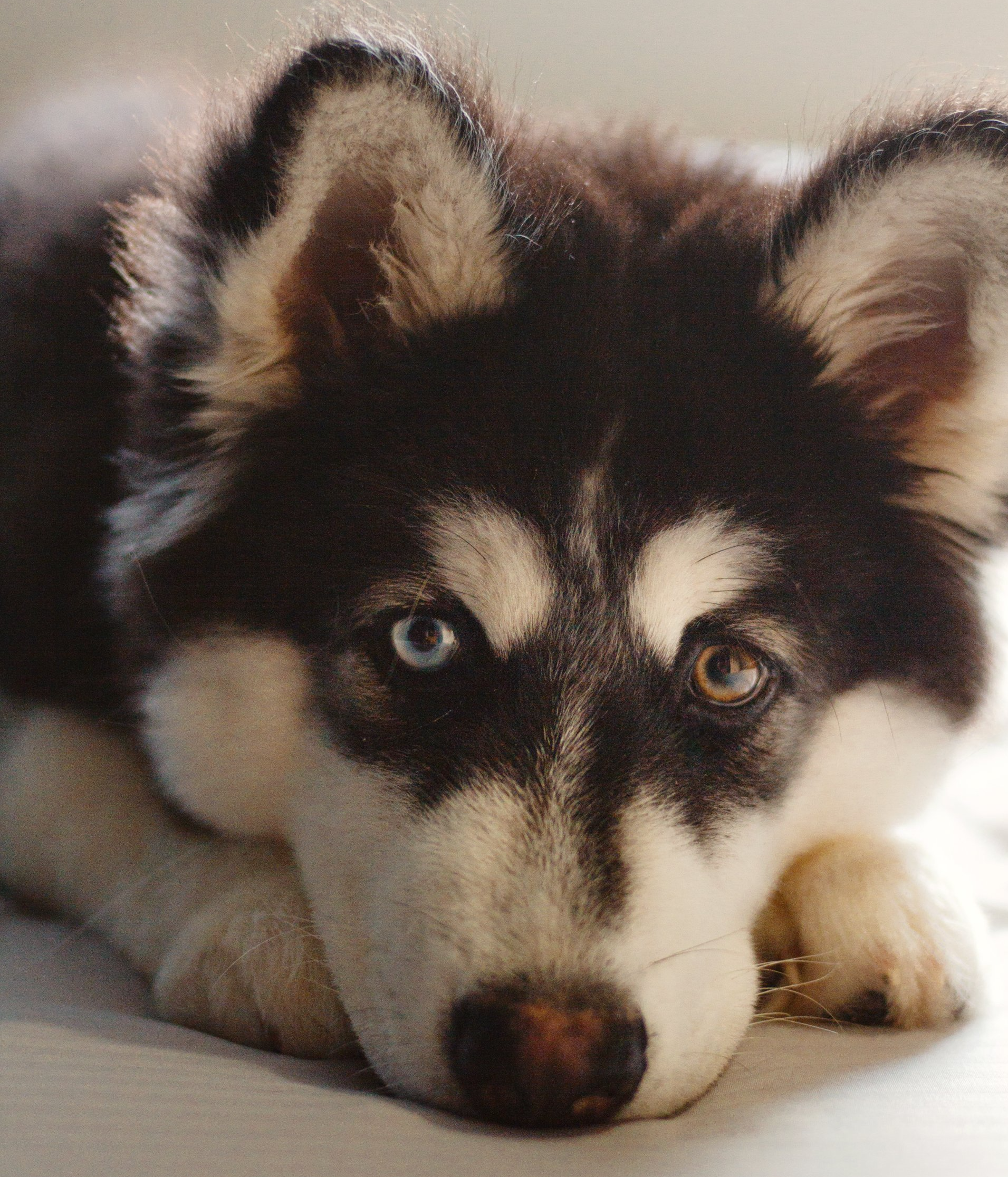In Home Puppy Trainer Dundas