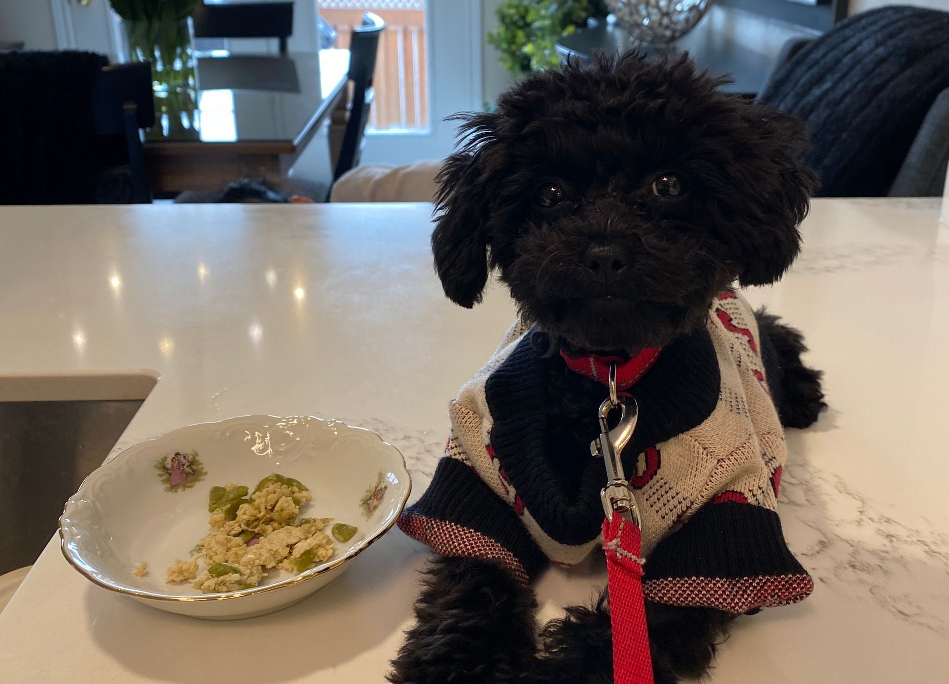 Why should you pay for a puppy trainer Puppy Training in Dundas is an investment