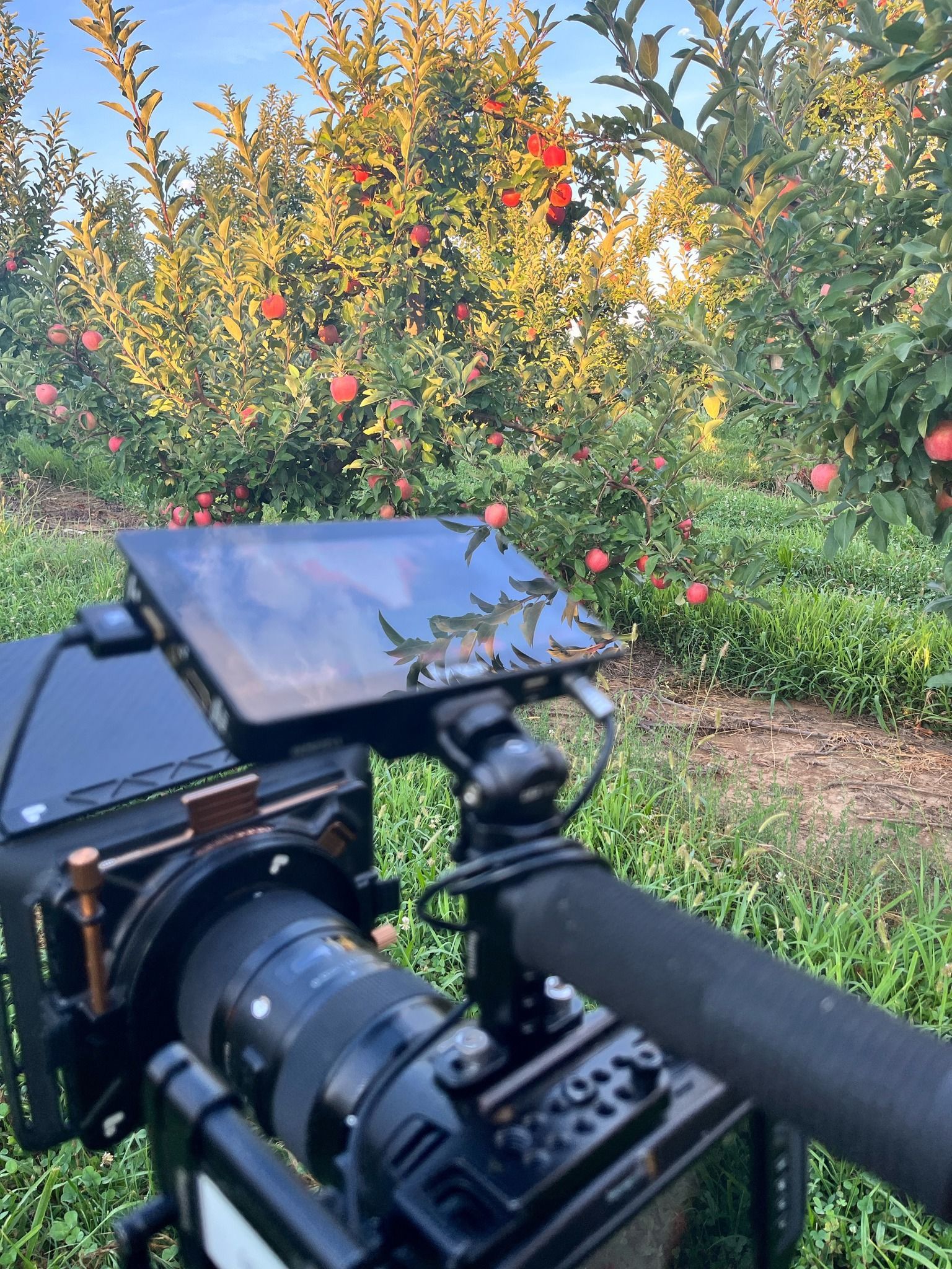 Camera setup in an orchard, pointed toward trees with red apples in warm sunlight
