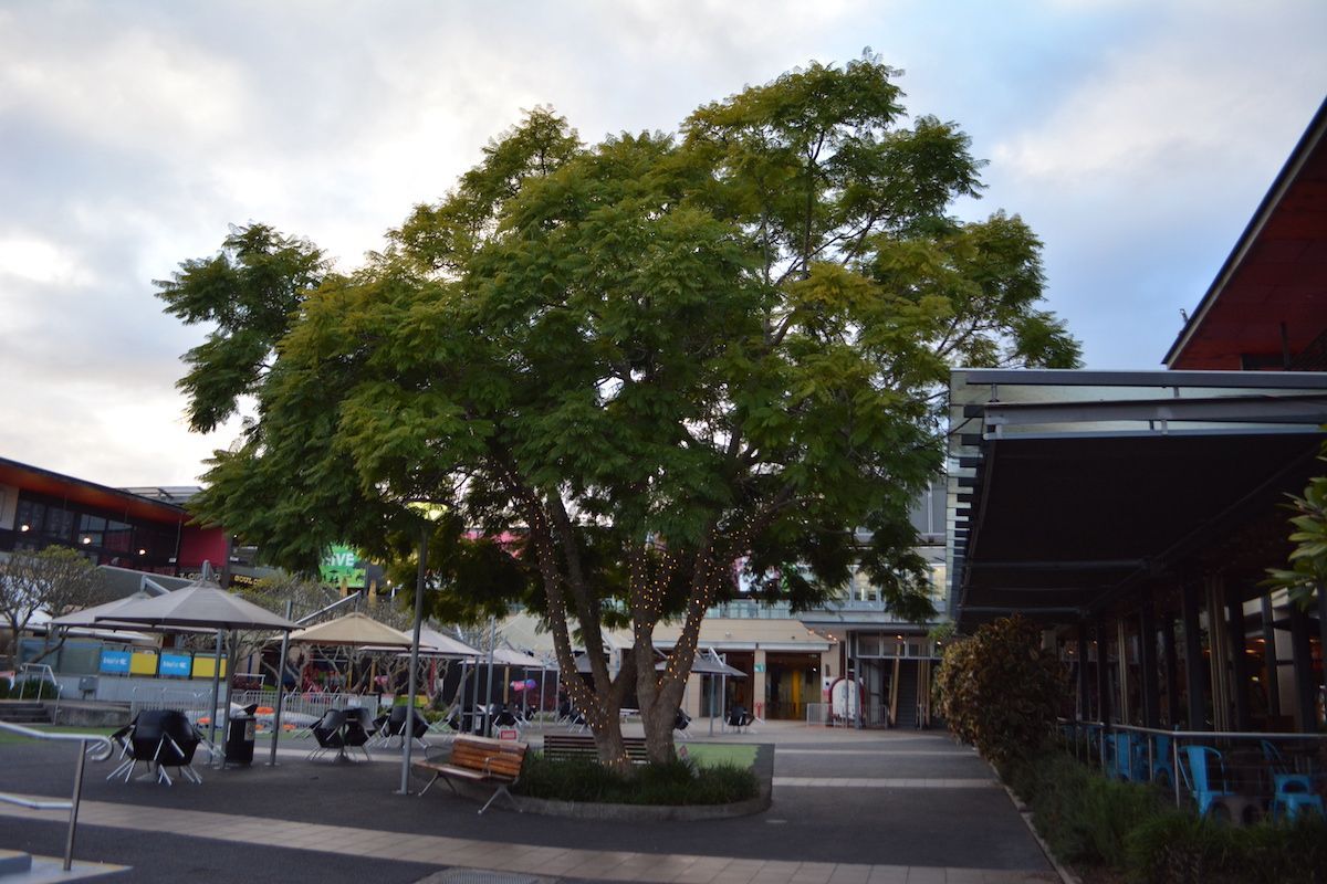 A Tree Is In The Middle Of A Plaza With Umbrellas And Chairs — Heritage Bricklaying & Remedial Services In Erina, NSW