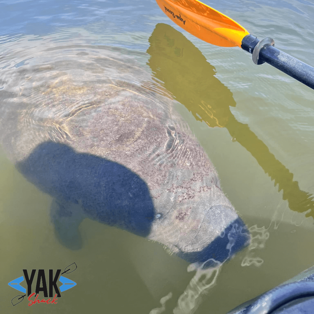 Kayak with Manatee