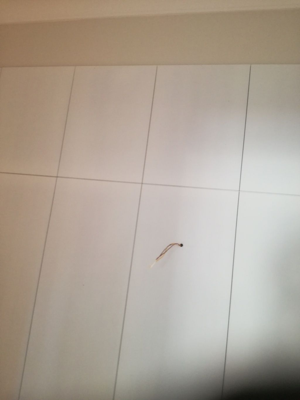 Parete piastrellata di bianco con un piccolo insetto marrone vicino al centro.