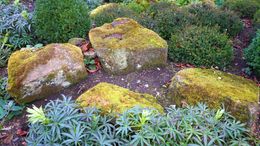 Mossy rocks in a garden bed with green bushes and plants.