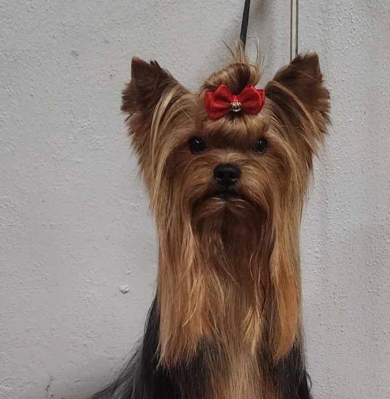 Small Yorkshire Terrier with a red bow sitting against a gray wall.