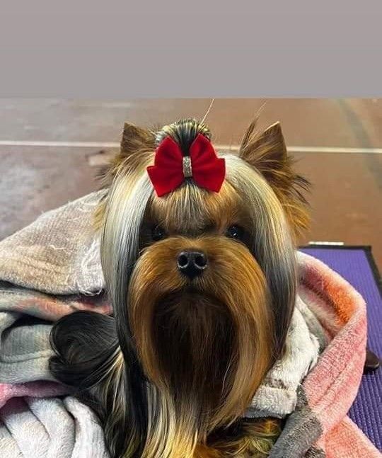 Small Yorkshire terrier with a red bow and long silky fur sitting on a blanket.
