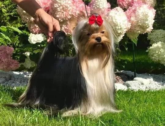 Small long-haired dog with a red bow standing on grass in a flower garden