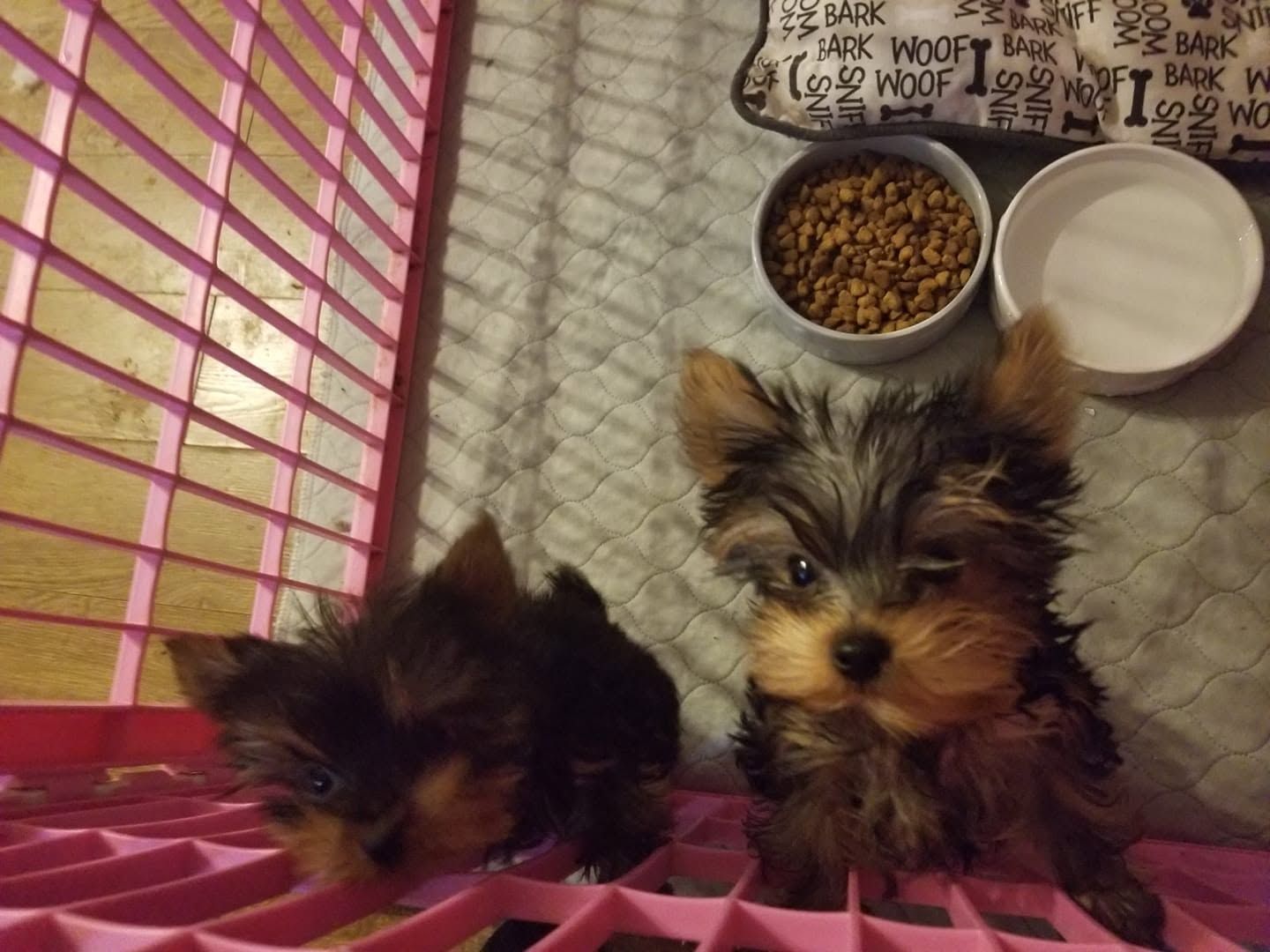 Two small puppies in a pink crate beside food and water bowls