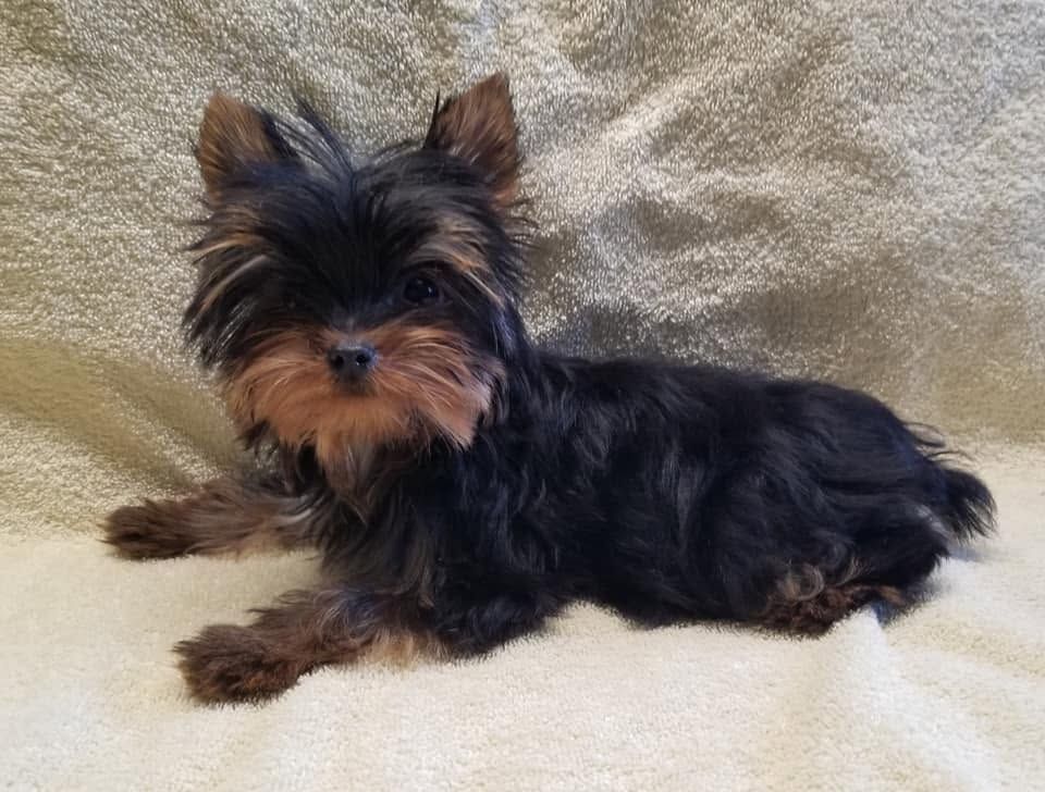 Small black and tan Yorkshire Terrier lying on a beige blanket, looking at the camera.