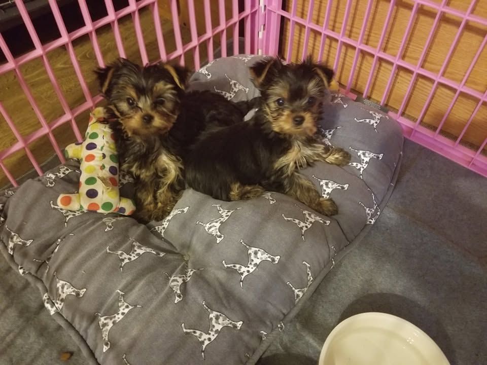 Two small puppies on a gray cushion inside a pink playpen, with a polka-dot toy nearby.