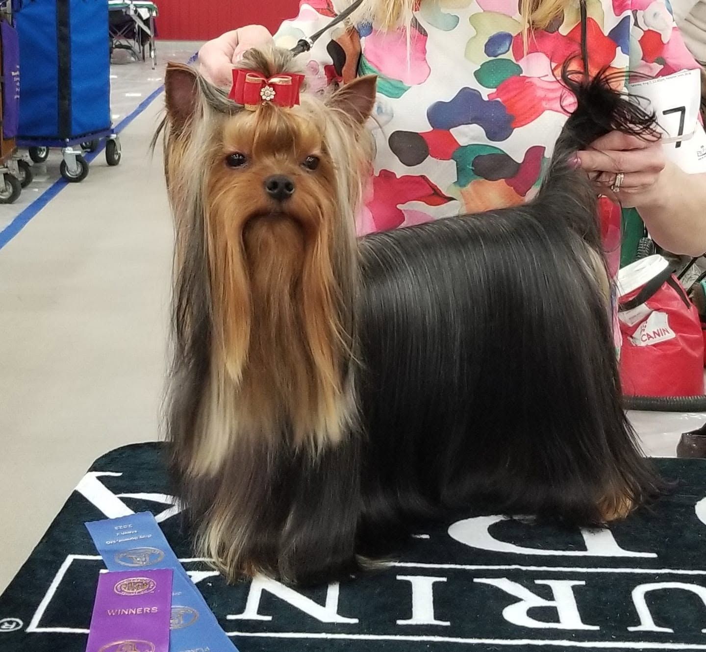 Small Yorkshire Terrier with a red bow, standing on a table at a dog show.