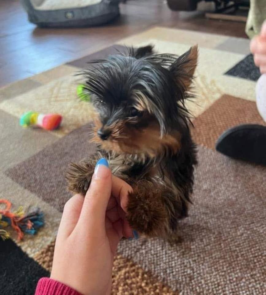 Small black-and-tan dog sitting on a carpet, looking at a hand holding its paw