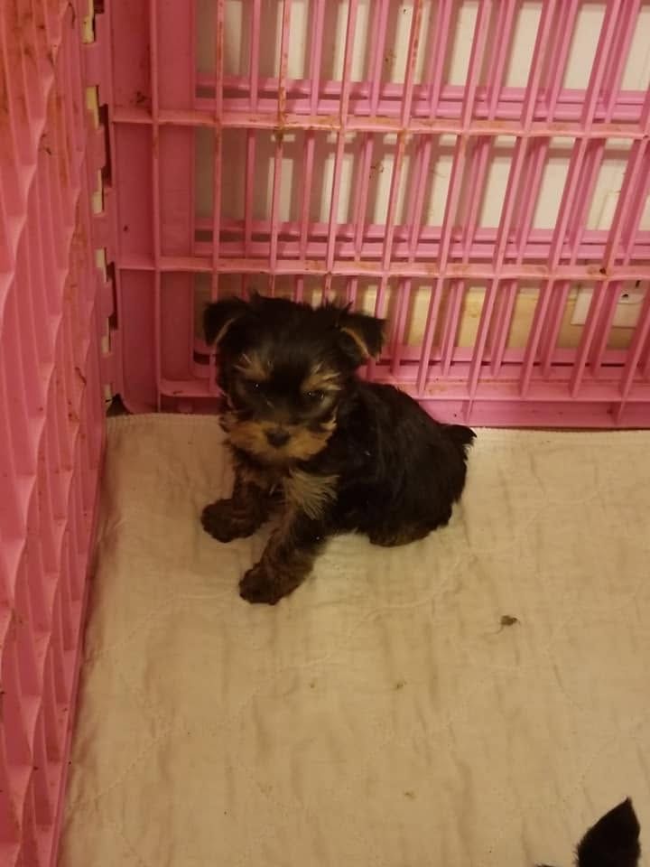 Small black-and-tan puppy sitting in a pink pet crate on a beige mat